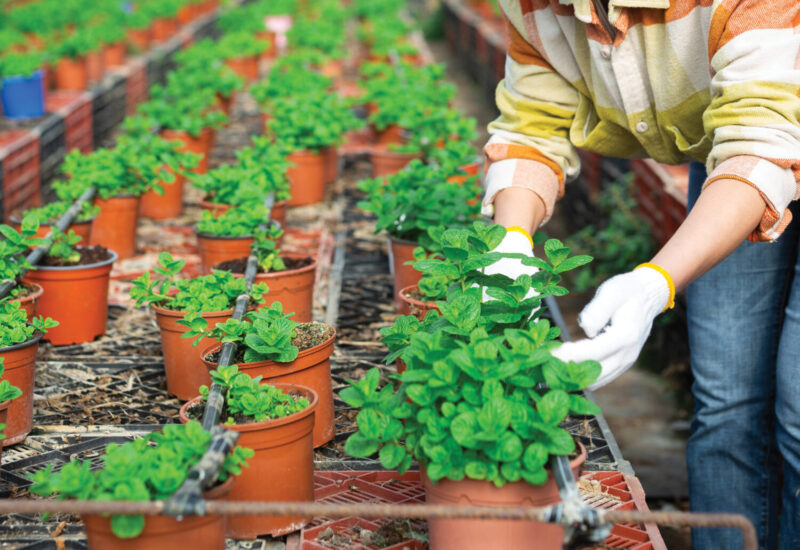 gloved hands reaching into frame to grab pots of green leafed plants from a bench