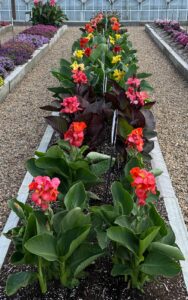 landscape bed of blooming cannas