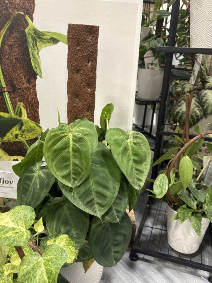 plant support with houseplants growing