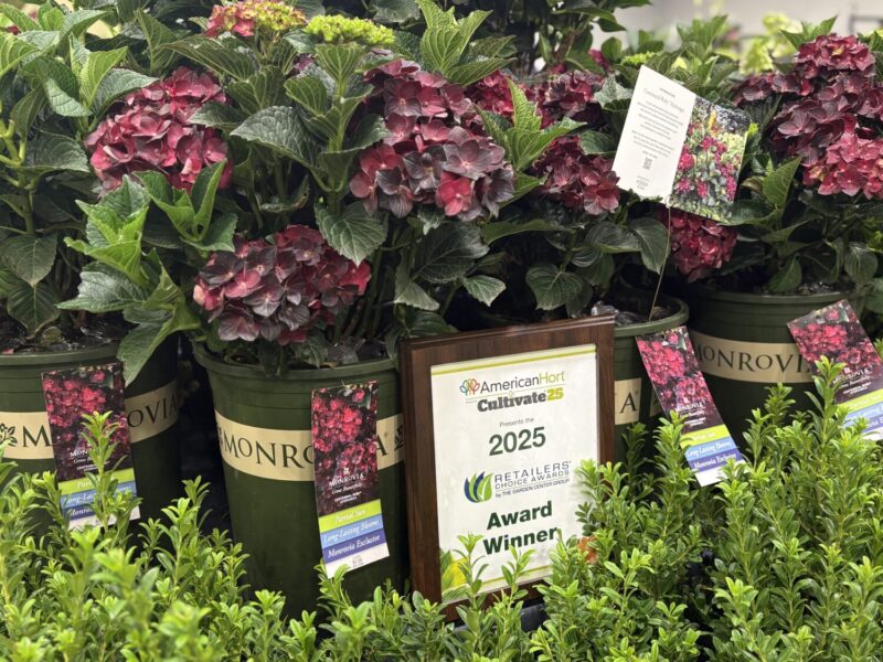 burgundy red hydrangea flowers