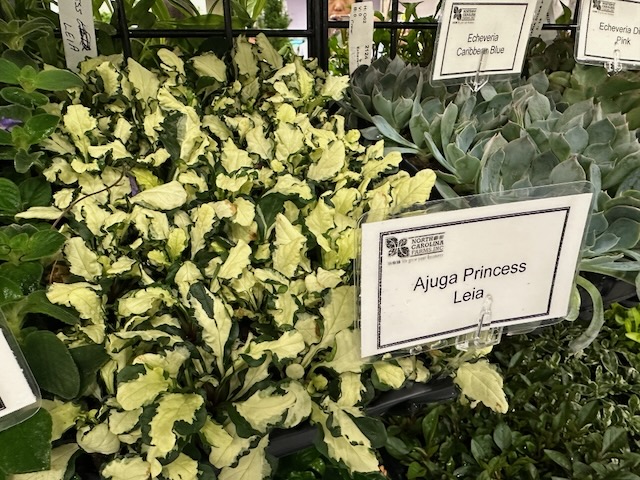variegated foliage
