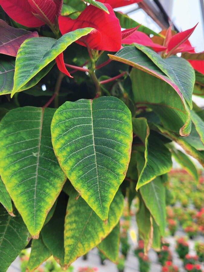 Nutrient deficiency symptoms on poinsettia.