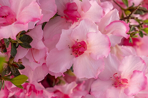 close up of pink azalea flowers