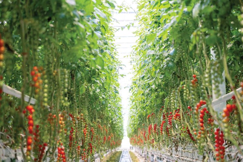 Vertically grown tomatoes in a greenhouse using lighting