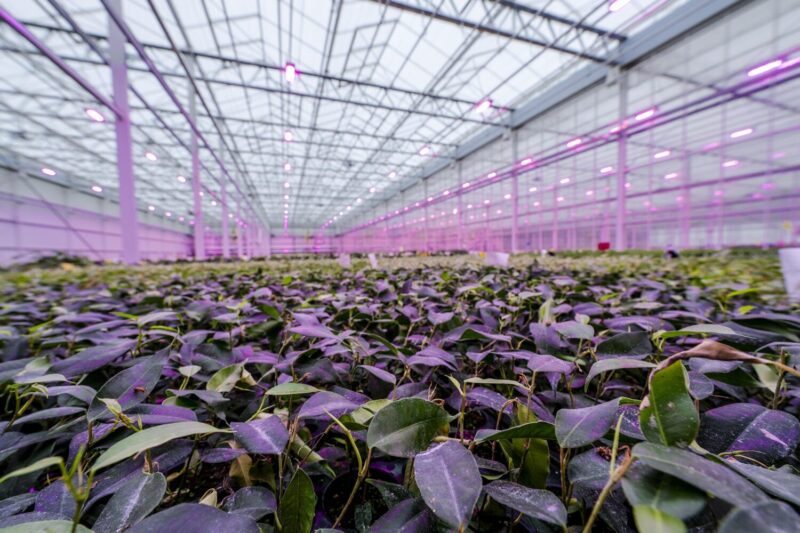 Glass greenhouse with LED lighting and green plants on the benches