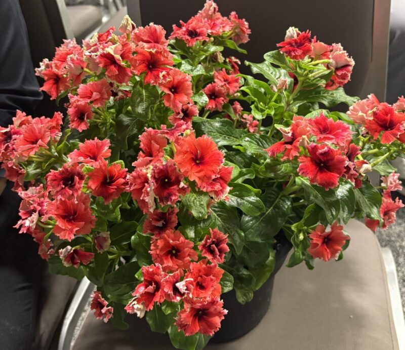 potted plant with red flowers