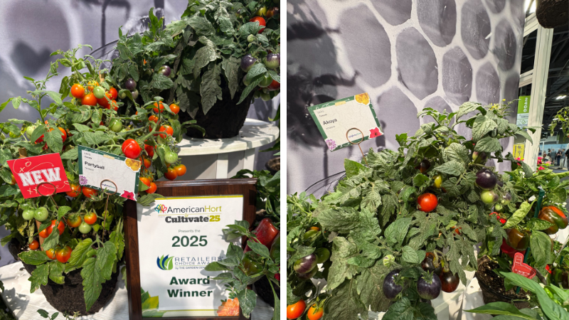 potted tomato plants with red and green fruits