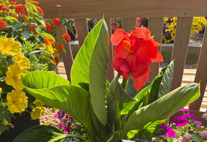 Red flower on a Canna plant
