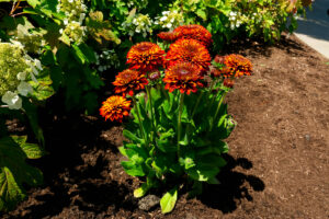 red rudbeckia flowering plant in the landscape