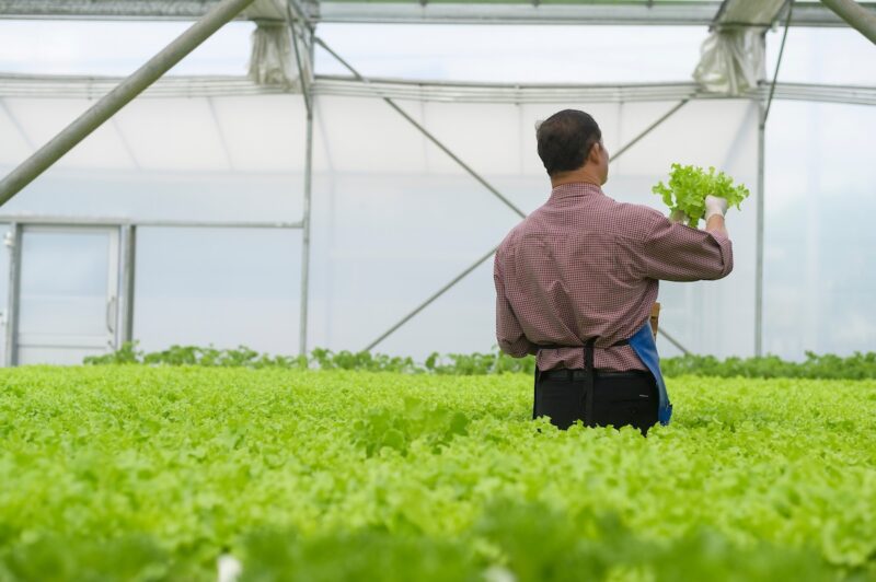 A happy senior farmer working in hydroponic greenhouse farm, clean food and healthy eating concept