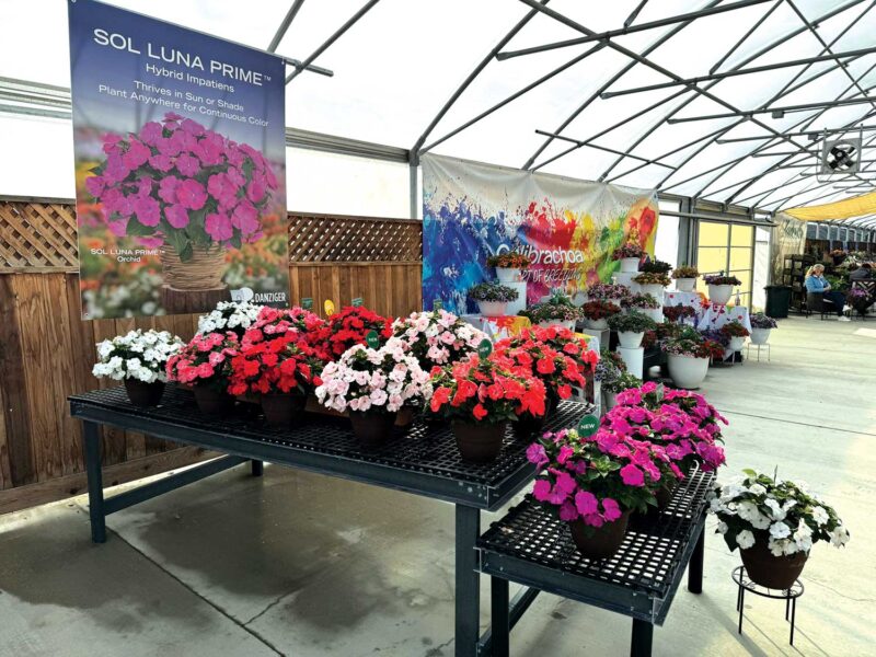 impatiens display