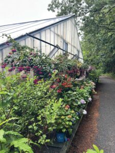 plants at Newton Greenhouse in New Hampshire