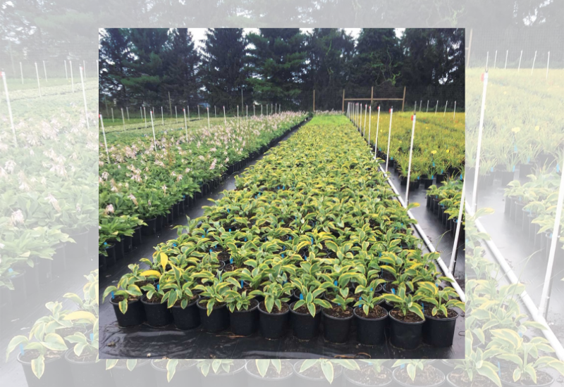 trays of plants with irrigation