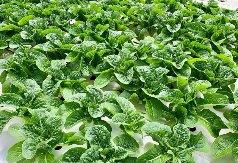 Lettuce growing in a greenhouse