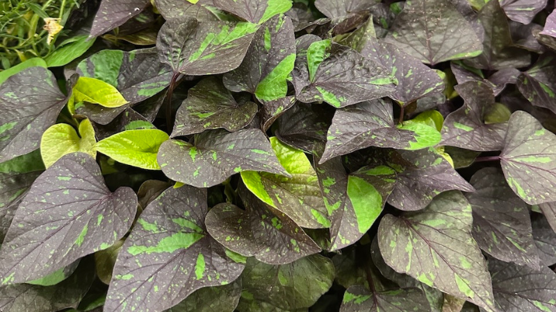 ornamental sweet potato vine