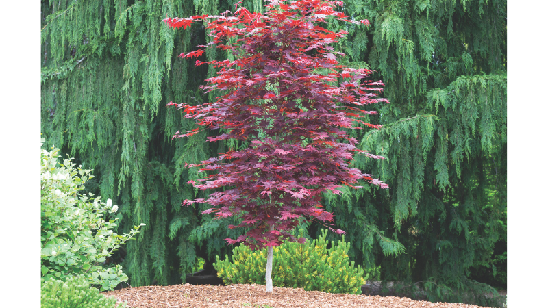 red maple tree with green trees in background