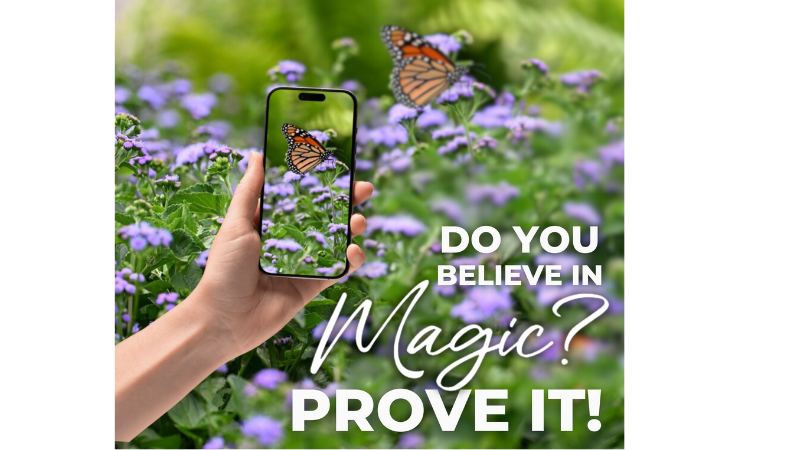 A handing holding a smart phone taking a photo of the monarch butterfly on flowers.