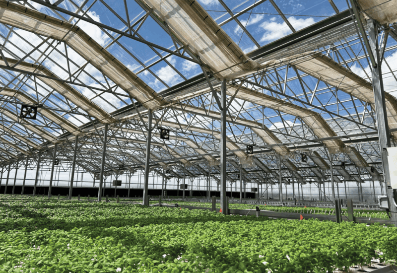 inside of glass greenhouse with benches full of green plants