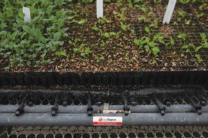 close up hydronic heating system on a greenhouse bench with trays of soil and plants
