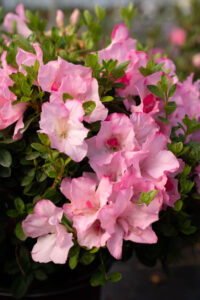 close up of pink azalea flowers