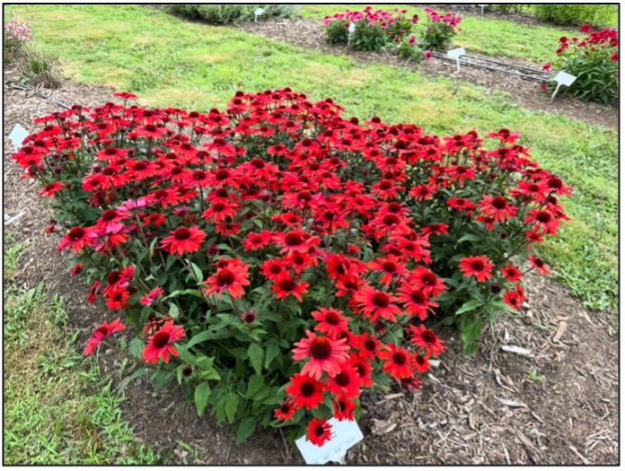 a landscape bed of blooming red echinacea