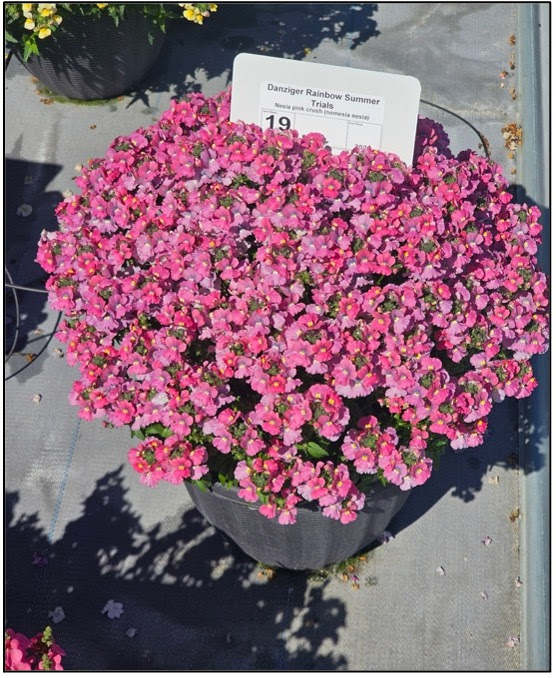 A pot of pink nemesia flowers