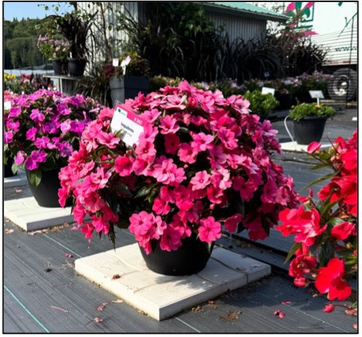 potted pink impatiens 