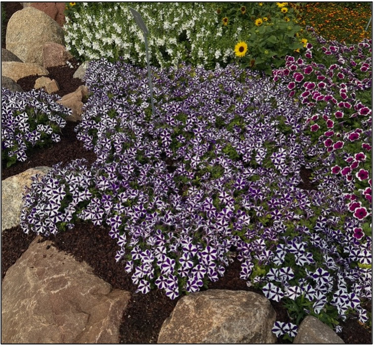 a landscape bed of purple and white petunia flowers with a rock boarder in the foreground