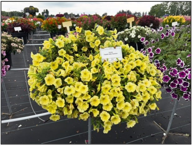 a pot of yellow petunias