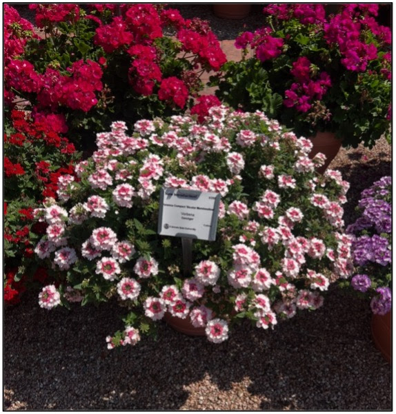 a pot of white and pink verbena flowers