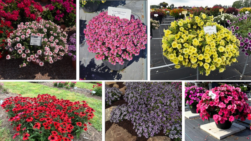 collage of potted flowering plants