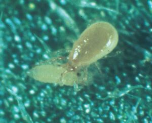 up close of biological control agent