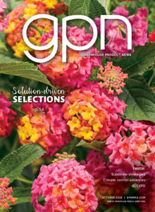 pink and yellow lantana blooms