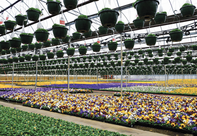 A greenhouse full of multiple colors of flowering plants, including hanging baskets