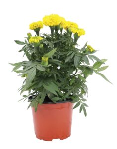 yellow flowering marigold in a orange nursery pot