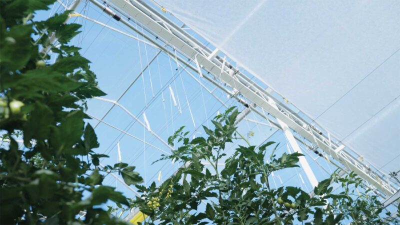 view in greenhouse looking up from floor toward glass roof
