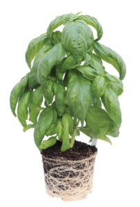 basil plant without the pot, showing the roots and soil in a pot shape at base of plant