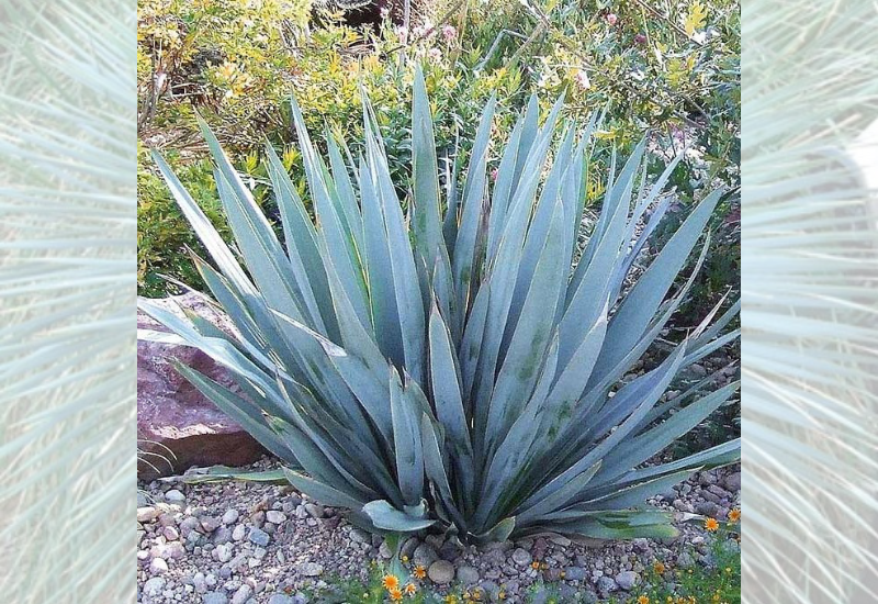 Yucca pallida 'Powder Blue' in the landscape