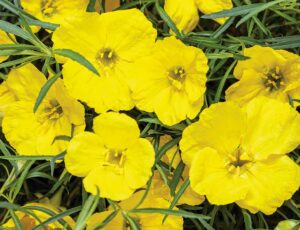 yellow flowers close up