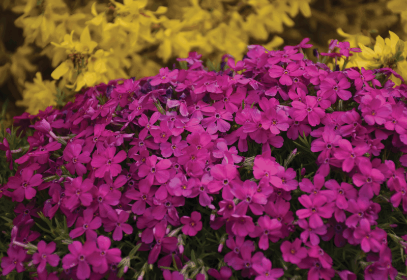 Dark pink phlox flowers