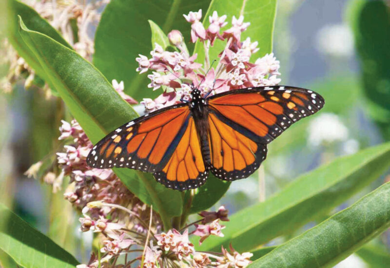 Monarch butterfly resting on aslecpias (milkweed)