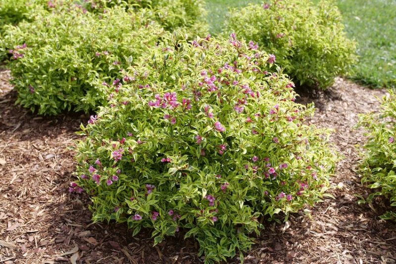 weigela bush in the landscape