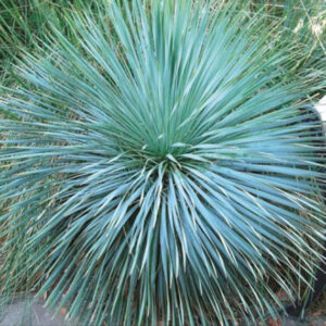Yucca rostrata 'Sapphire Skies' plant in the landscape