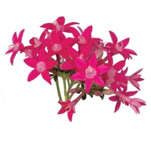 pink pentas flower cluster