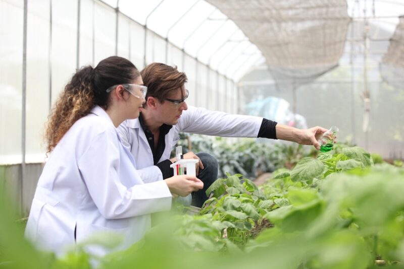Biotechnology engineer examining plant leaf for disease