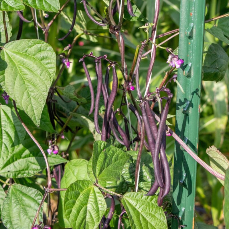 pole beans with purple pods