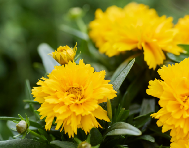 yellow coreopsis flowers