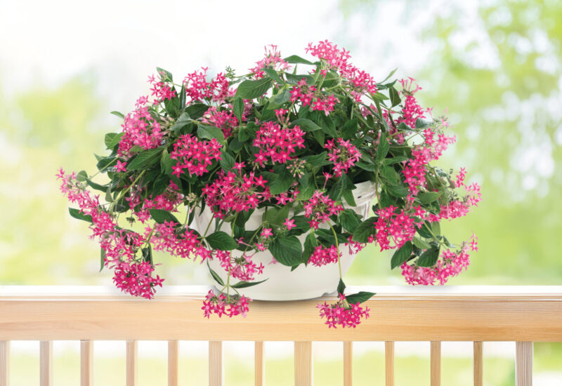 hanging basket of pink trailing pentas