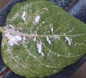 Mealbugs feed on the underside of a leaf.