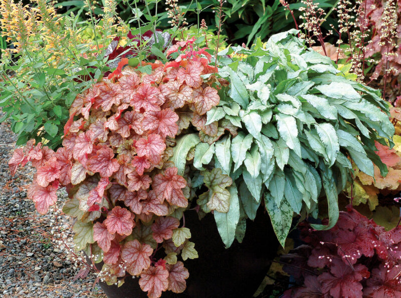 potted heuchellera with copper colored leaves and another with silver-green leaves to contrast
